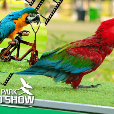 Creek Park Exotic Bird Show