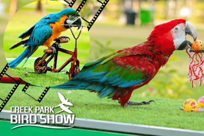 Creek Park Exotic Bird Show