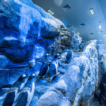 Dubai Aquarium with Penguin Cove Tickets