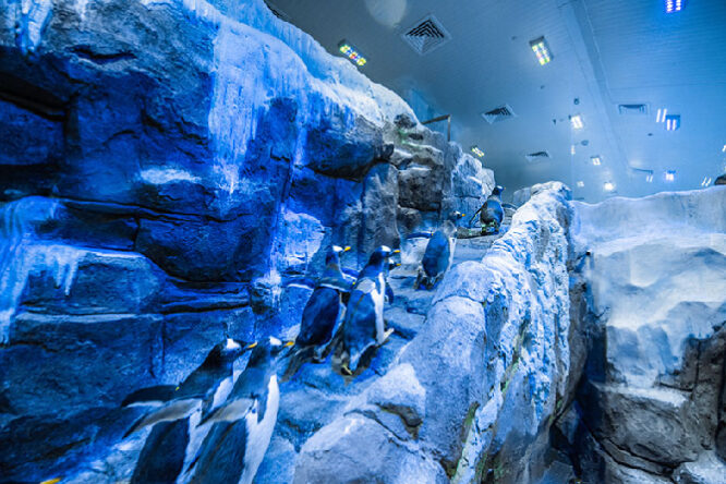 Dubai Aquarium with Penguin Cove Tickets