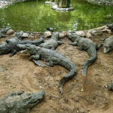 Dubai Crocodile Park