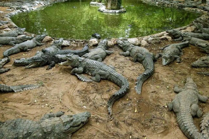 Dubai Crocodile Park