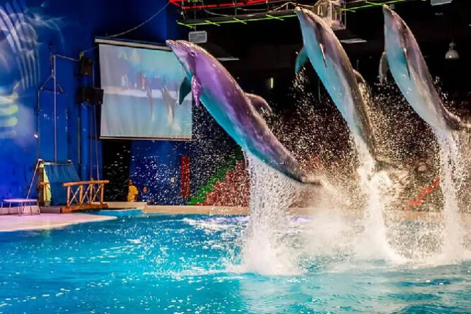 Dubai Dolphinarium