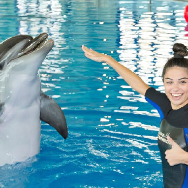 Swim with Dolphins at Dubai Creek