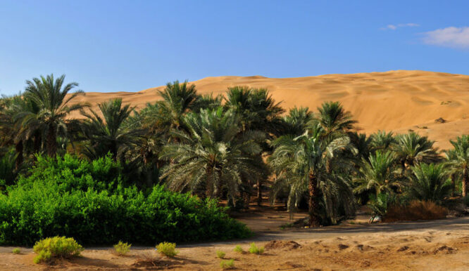 Liwa Desert Safari - Image 2