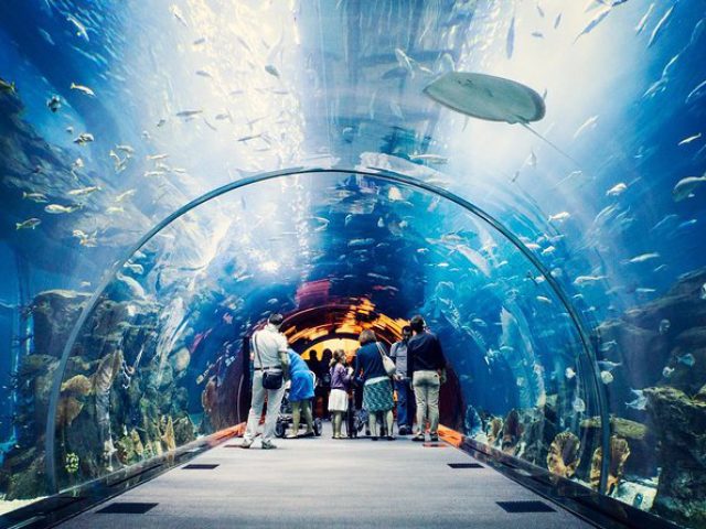 Dubai Aquarium & Underwater Zoo Tour Tickets